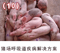 豬場呼吸道疾病解決方案